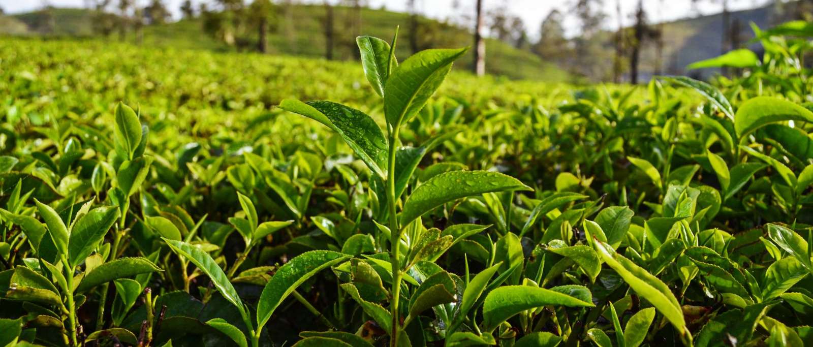 Fresh tea leaves on  plantations. Selective focus